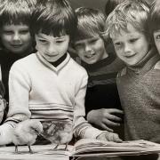Edgworth Primary School pupils with the chicks that hatched during a Living Things project in 1980