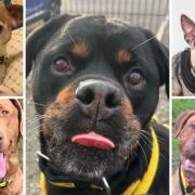 These 5 dogs are looking for forever homes - can you help? Adoption details are on the Dogs Trust website
