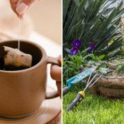 The tip of utilising used tea bags should be an inexpensive one for gardeners