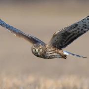 A lone hen harrier flying low over dry grassland