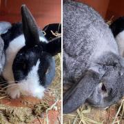 Rabbits Sooty and Sweep