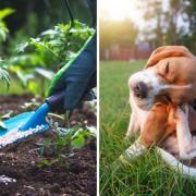 This is what happens if a dog accidentally eats or steps on plant fertilizer, according to a vet