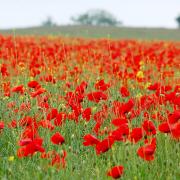 Poppies grow in Flanders Fields