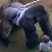 FALL: The boy fell into the gorilla's enclosure at Cincinnati Zoo
