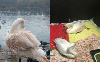 Two swans had to be rescued from Moses Gate after their feathers turned pink