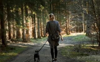 The Forest of Bowland offers lots of walking routes - here are three that are suitable for dogs