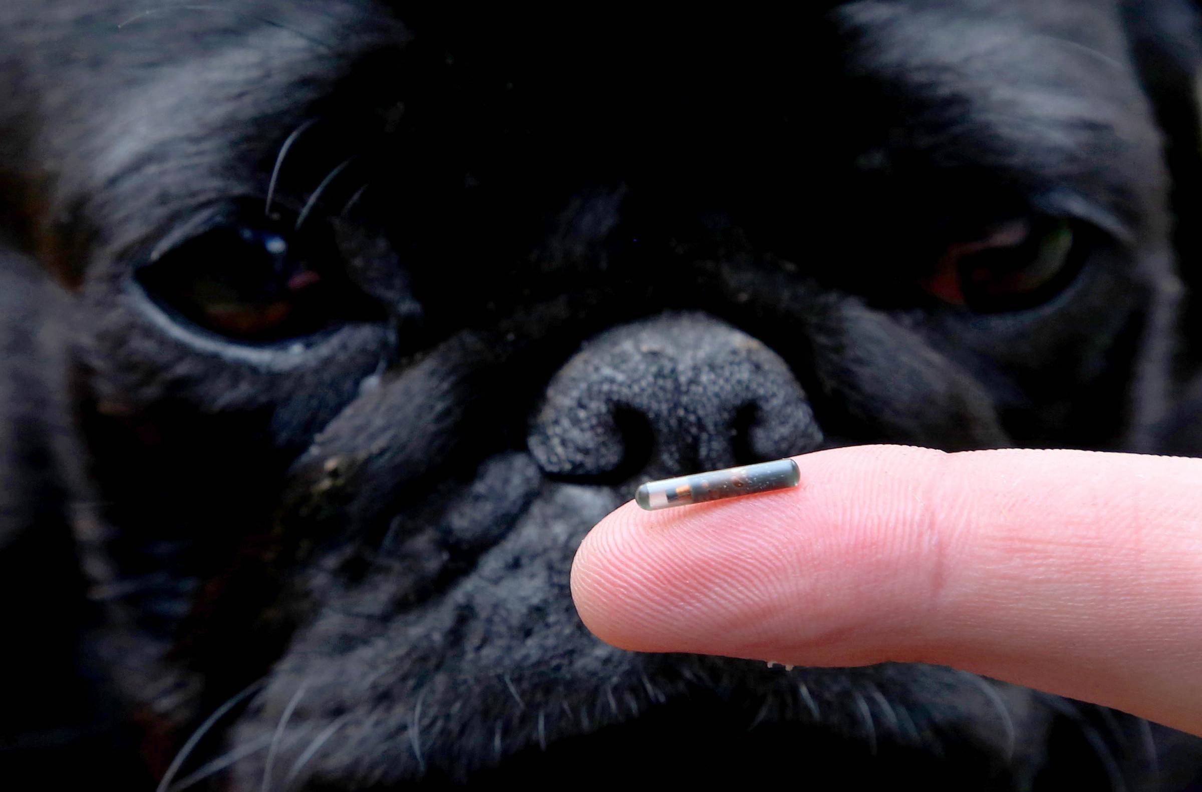 Don't risk a fine - are you ready for tough new dog laws coming into force?