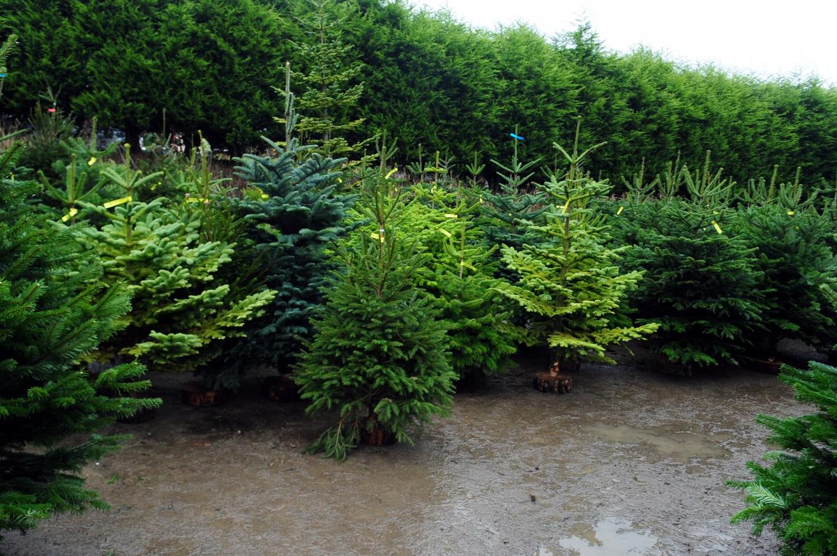 6 places to buy real Christmas trees — and how to keep them looking fantastic - The Bolton News