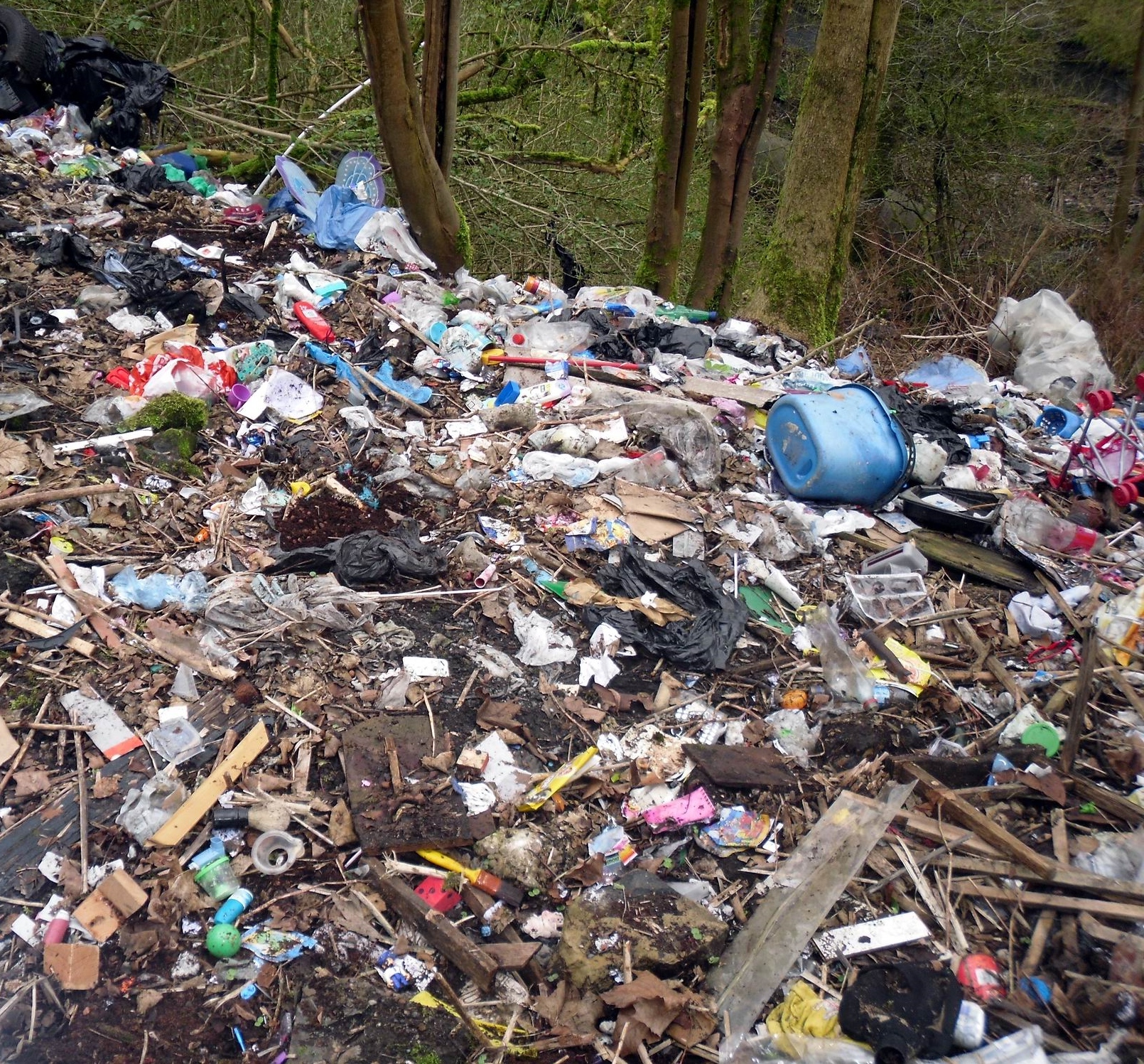 Fly-tipping in woods down to queues at nearby tip, councillor claims