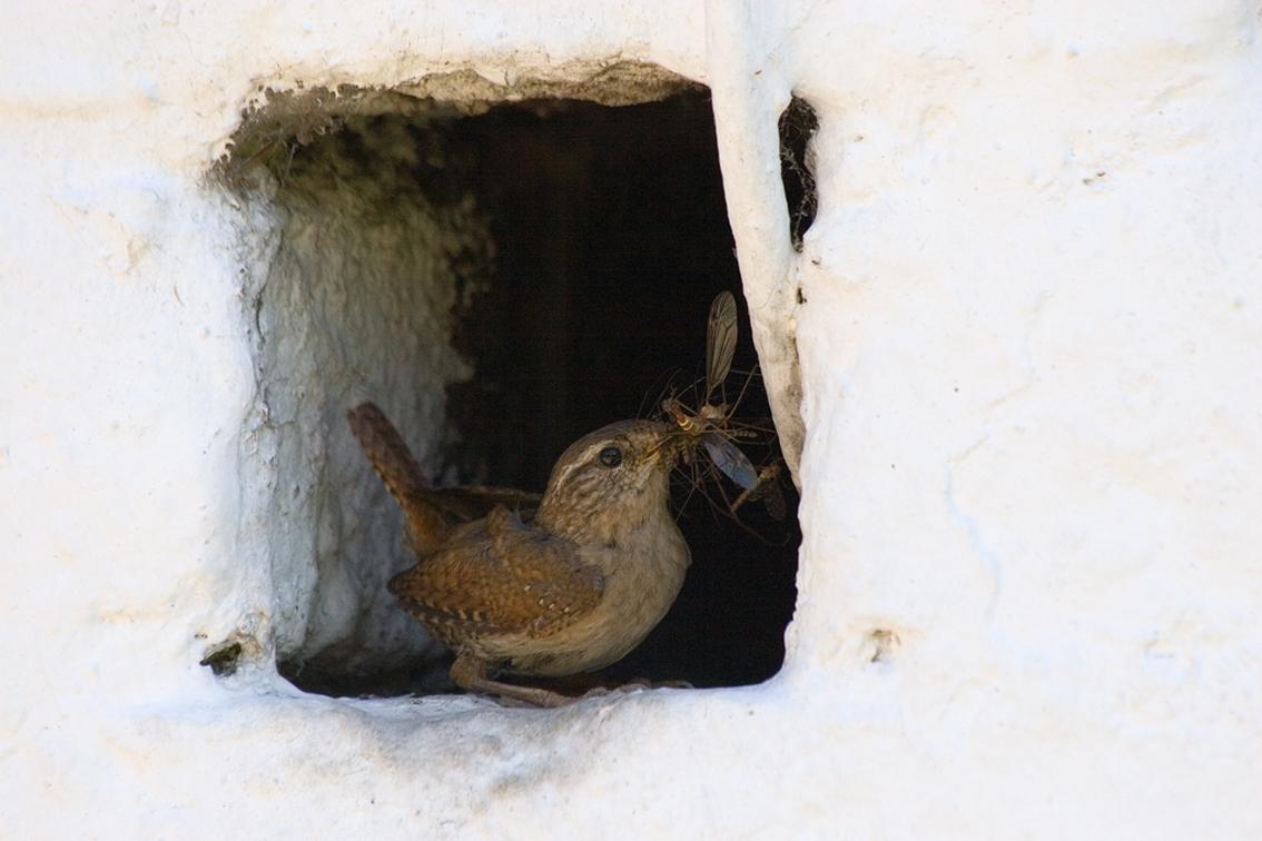Phil Boak's image of a wren  by the bowling green at the King's Head, Deane.