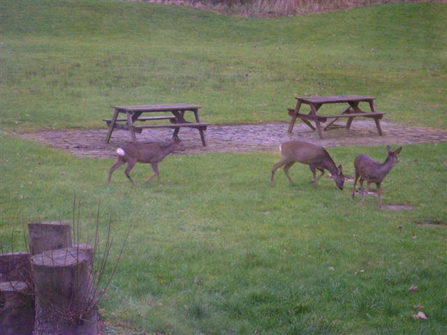 Deers spotted off Crompton Way in Astley Bridge