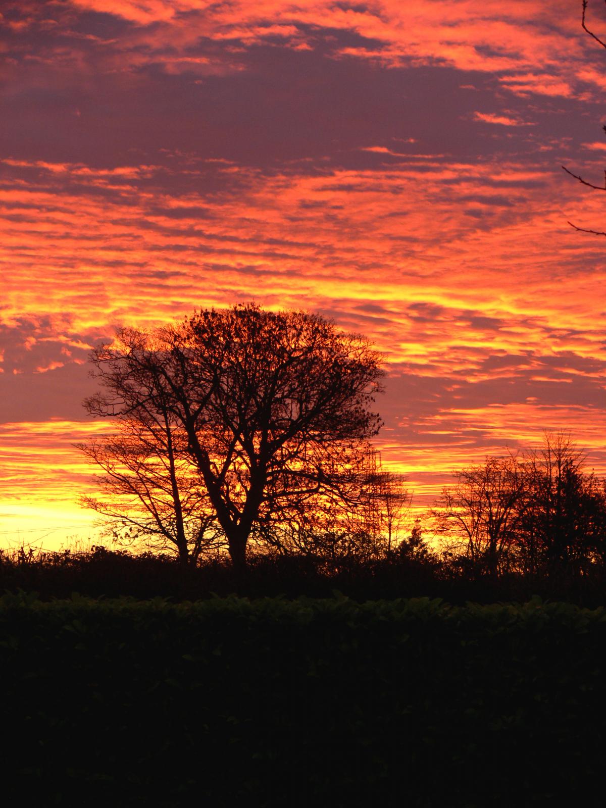 SUNRISE: Above, Peter Openshaw’s picture of a large tree in fields off Stitch-mi-Lane, Harwood