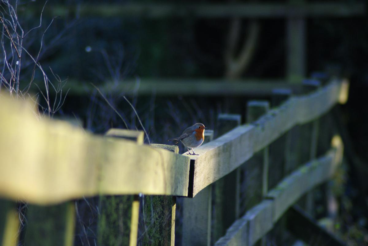 Andy snaps a Turton Tower robin