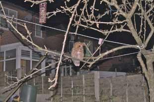 This picture of an owl was taken by a reader in their back garden in Smithills, Bolton.