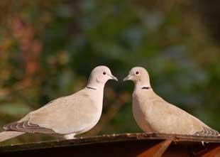 Reader David Miller took this photograph of two doves resting on a bird table in the back garden of his home in Breightmet.