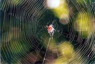 This spider in the middle of its web was caught on camera by reader James Holcroft in his garden in Horwich.