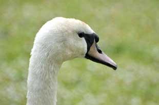 THIS close-up of a swan in Moses Gate Country Park was snapped by Bolton News reader Dave Hutchinson, of Limefield Avenue, Farnworth. The swan was giving itself a good preening at the waters edge of the main lodge.
