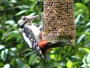 READER Barry Adshead, of Highfield Road,
Farnworth, took this photograph of a woodpecker nibbling on nuts at Pennington Country Park, Leigh.