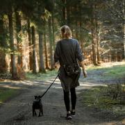 The Forest of Bowland offers lots of walking routes - here are three that are suitable for dogs