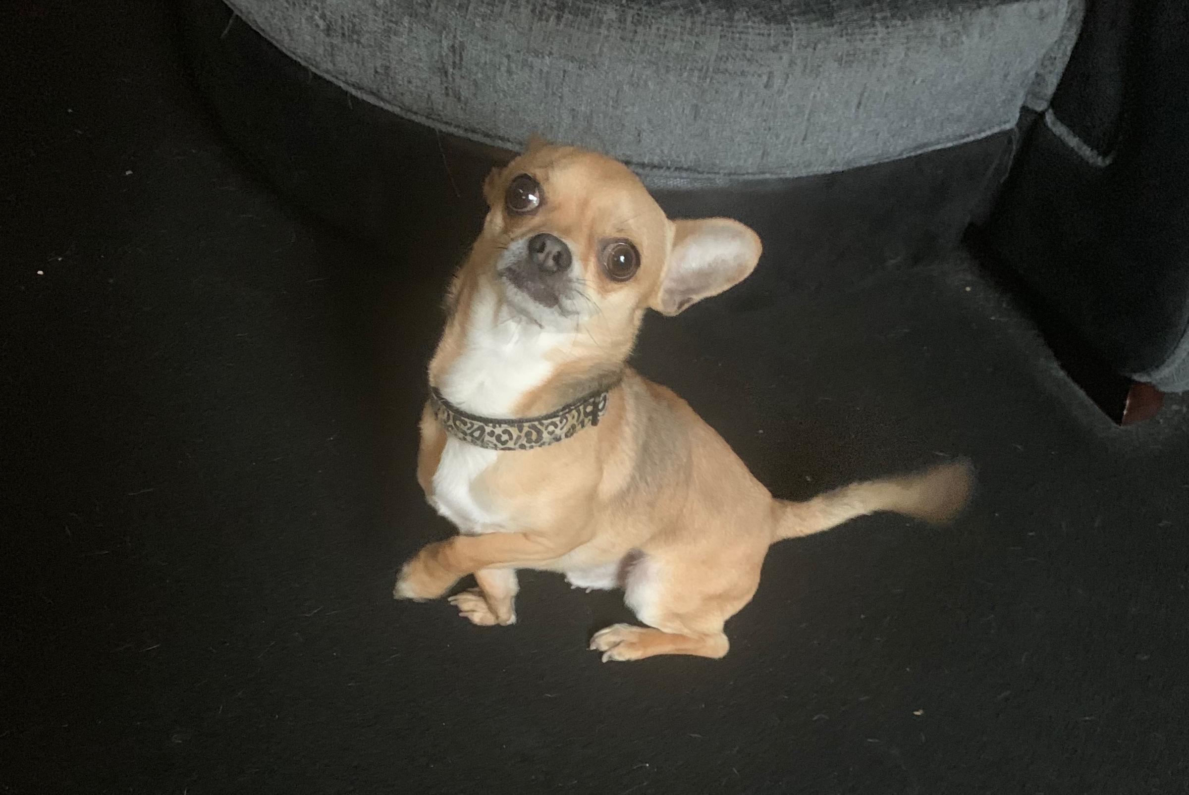 Warning after tiny dog attacked in Westhoughton park
