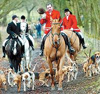 on the trail: Dogs lead the horses and riders for the Holcombe Hunt on Boxing Day