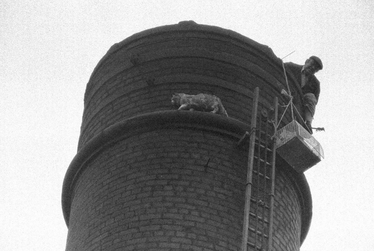 Looking Back: Fred Dibnah met his match up mill chimney ?type=responsive-gallery-fullscreen