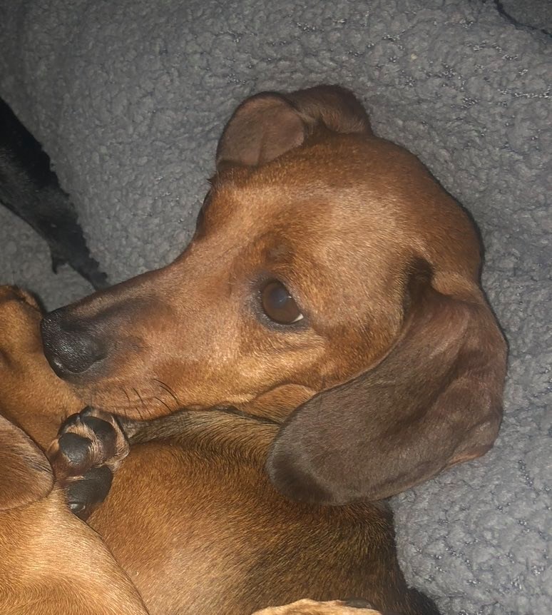 Desperate search for missing Fern a much loved dachshund