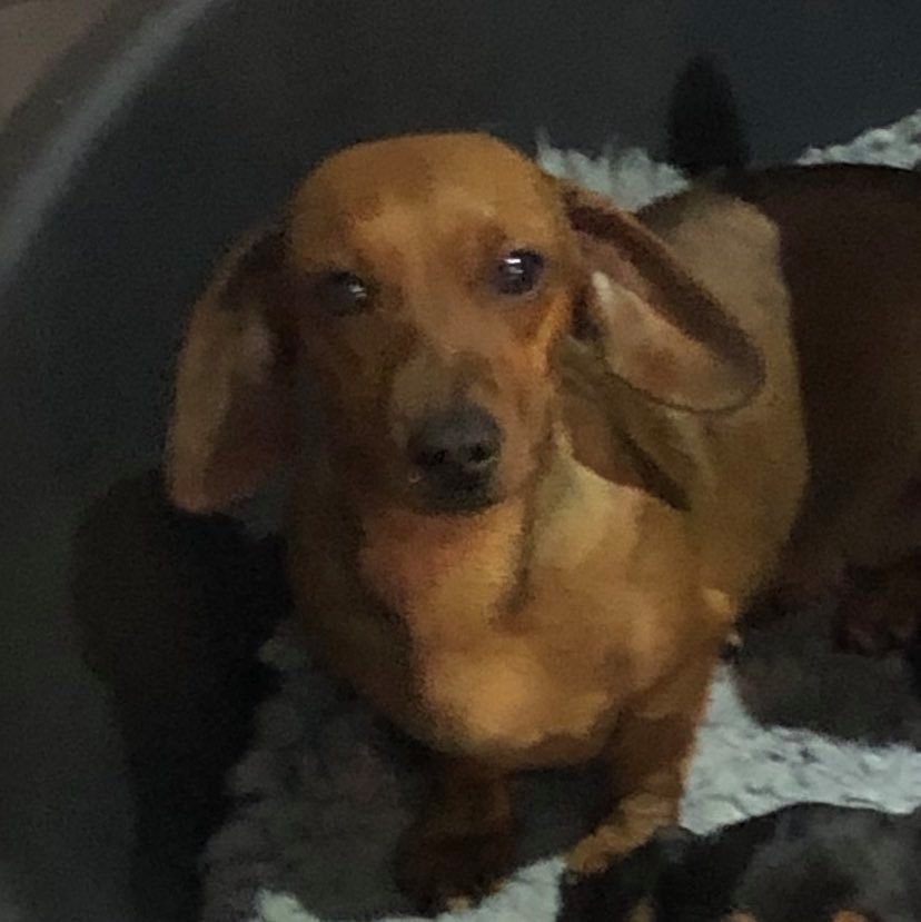 Desperate search for missing Fern a much loved dachshund