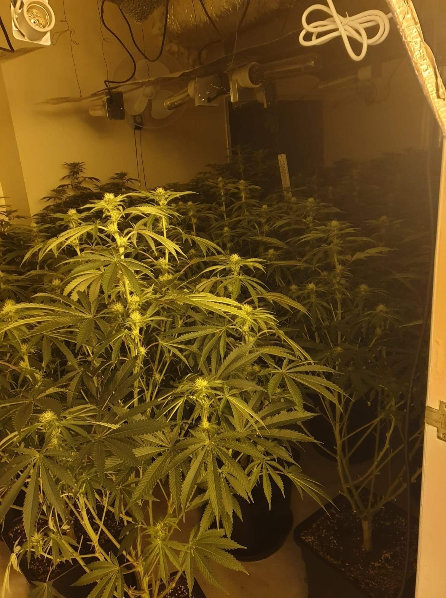 The cannabis farm that was found by police in Darcy Lever