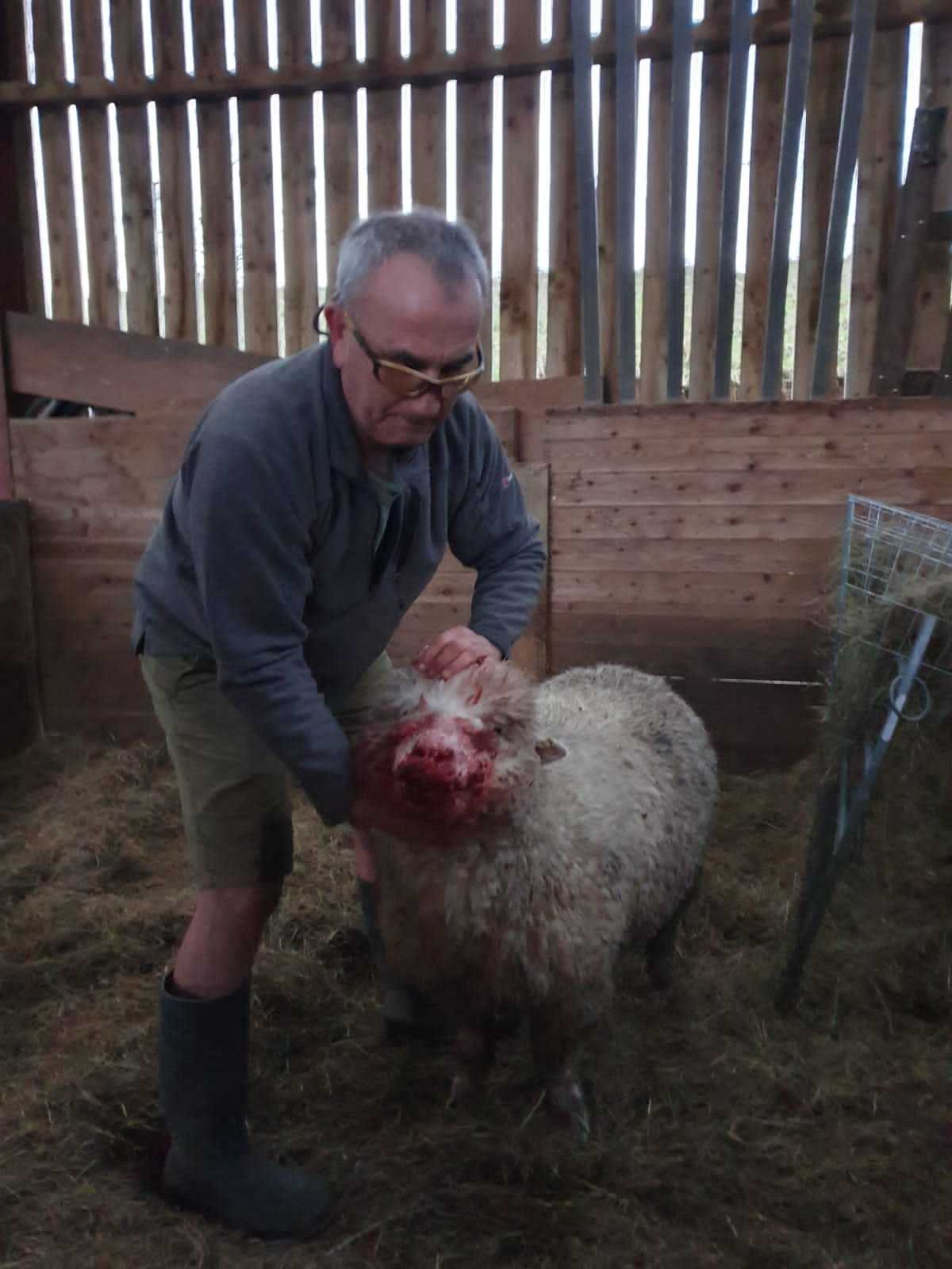 Stuart Alderson with the ewe which has been attacked