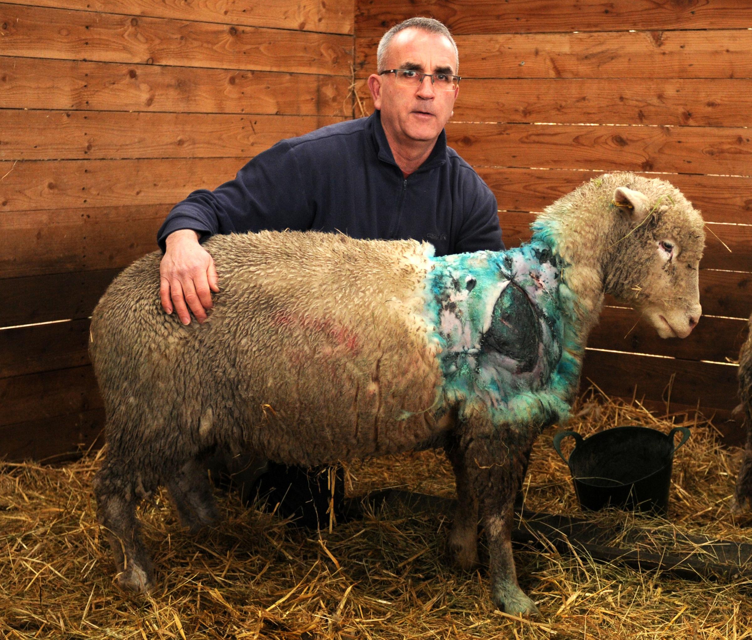 Stuart Alderson of Paddock Leach Farm in Ainsworth with Dorothy one of his sheep that was attacked by two dogs.