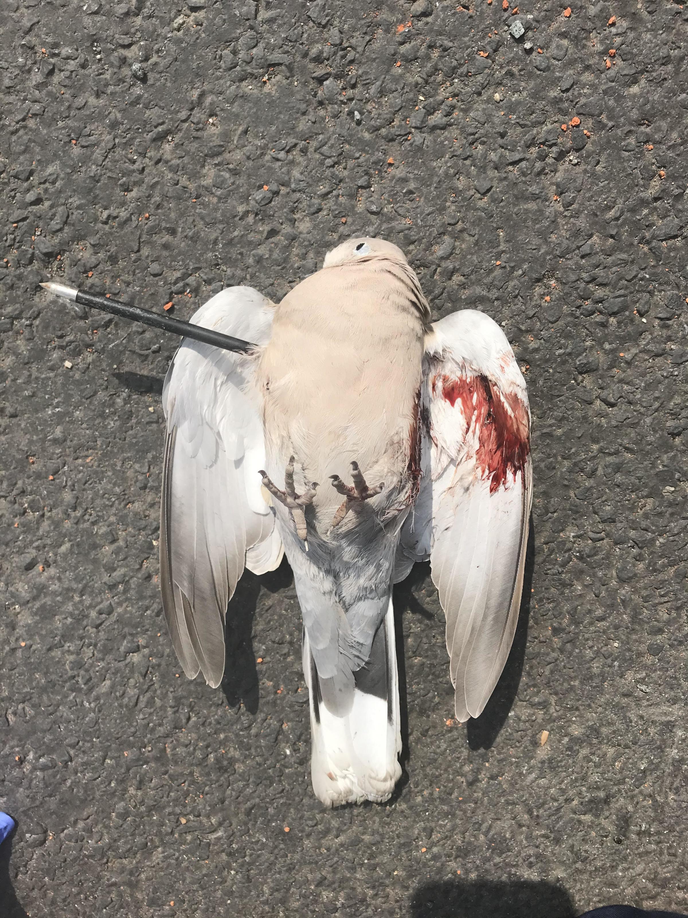 A collared dove was killed in Little Hulton by a crossbow