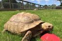 Margaret tortoise