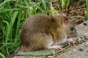 MP sees rise in casework involving rats in the borough