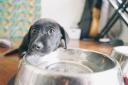 Warning issued to people looking to buy a puppy this Christmas (Canva)