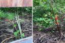 Japanese knotweed invading Sue's garden
