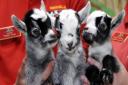 Baby goats are amongst the many animals at Smithills Open Farm