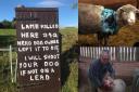 Farmer's shooting threat as two-week-old Lamb savaged by dog