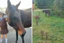 11-year-old brings lost horse spotted out and about to safety