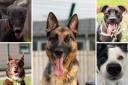 Here are 5 dogs with Dogs Trust Manchester that are looking for new homes