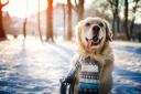 Is it too cold to walk my dog? Expert's top tips to pet owners