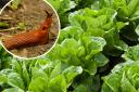 Here are 11 ways to keep slugs away from your garden