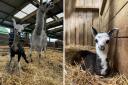 New baby llamas at Smithills Open Farm