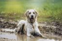 Vets have warned dog owners to keep their pets away from puddles and stagnant water due to the health risks