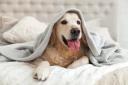As dogs begin to shed their lighter coats in favour of winter coats, experts have warned people not to let their pets into bed with them