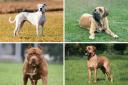 There are four dogs banned in the UK including a Pit Bull Terrier and Dogo Argentino.