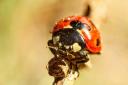A picture of a ladybird.