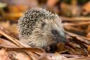 Keep hedgehogs in mind this bonfire night