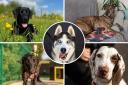 Here are five of the dogs at Dogs Trust Manchester who need loving forever homes