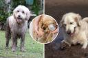 Believe it or not, your dog could be rolling in mud because of this adorable reason